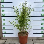 Trojpuk ružový (Deutzia Rosea) ´CARMINEA´ - výška 90-110 cm, kont. C5L 